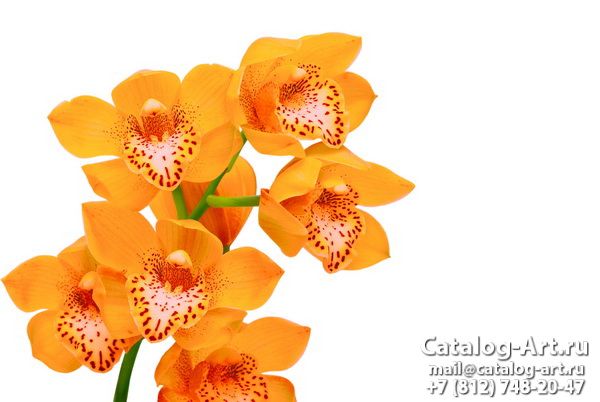Yellow orchids 20